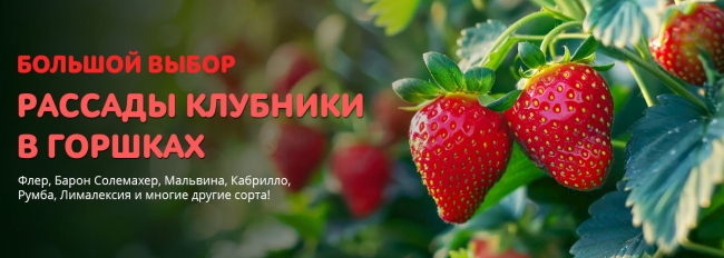 Большой выбор рассады клубники в горшках