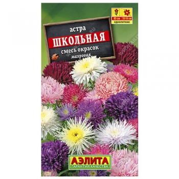 Астра Школьная, смесь окрасок