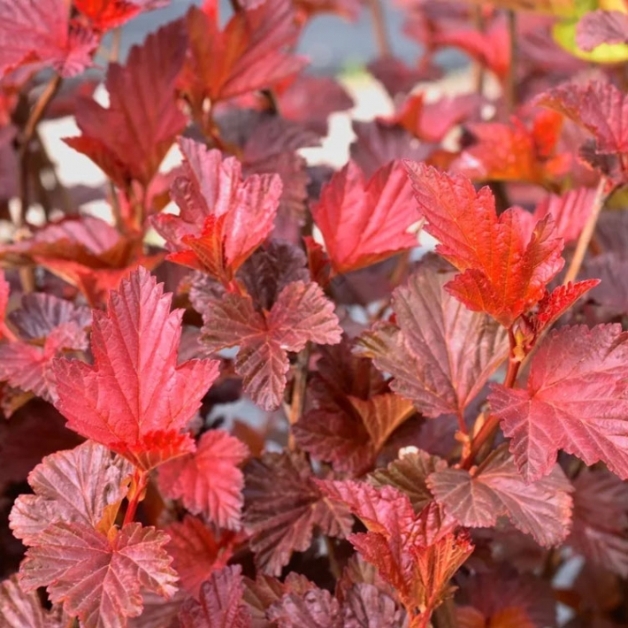 Пузыреплодник калинолистный Андре