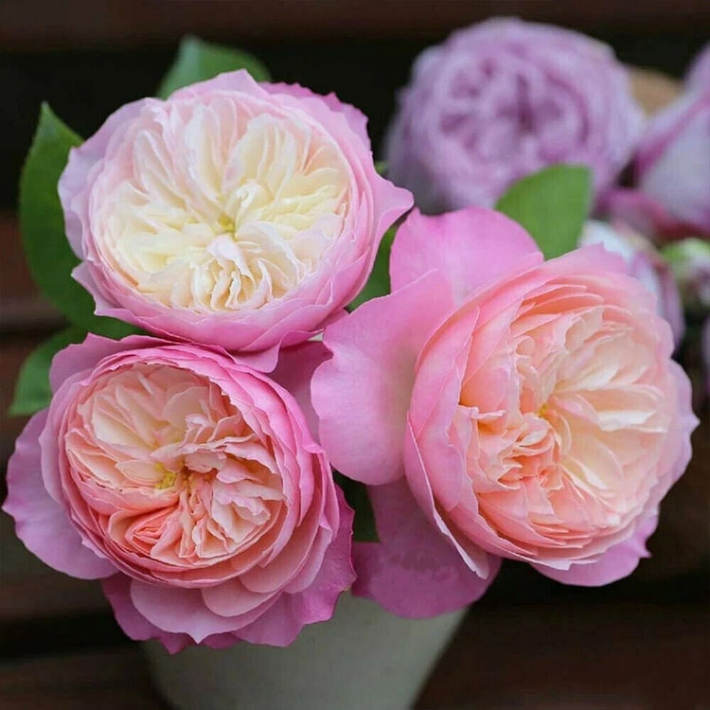 Роза Констанс (Сиберика) английская, парковая